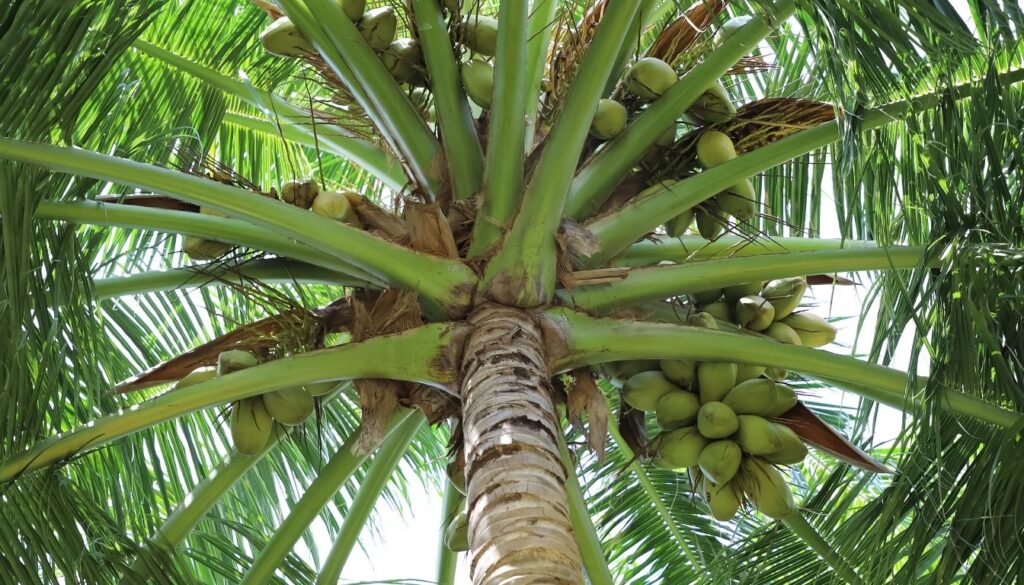 Cocotier 