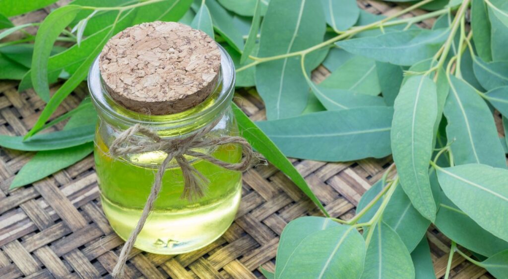 Comment utiliser l'huile essentielle d'eucalyptus globulus