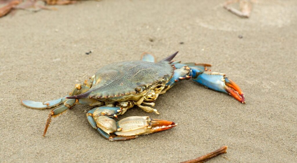 crabe bleu