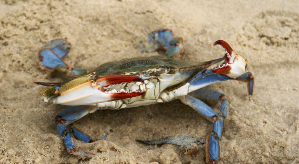 crabe bleu