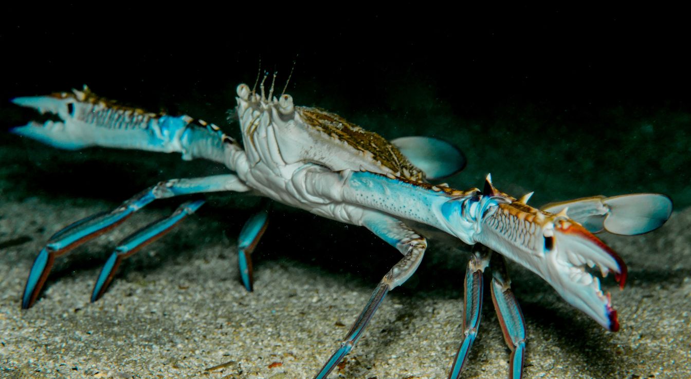 crabe bleu