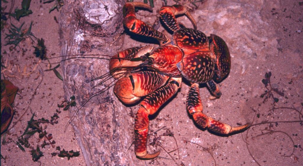 crabe de cocotier