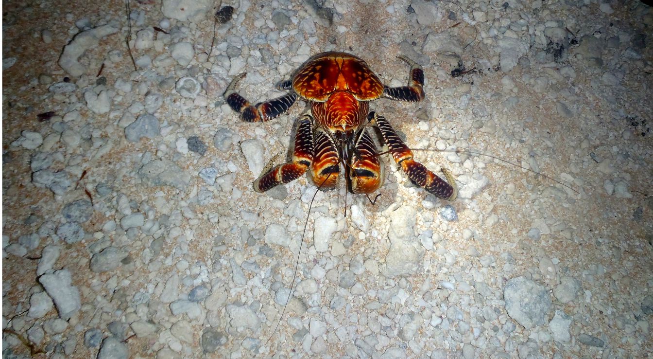 crabe de cocotier
