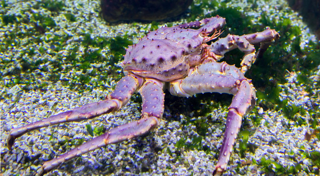 crabe royal