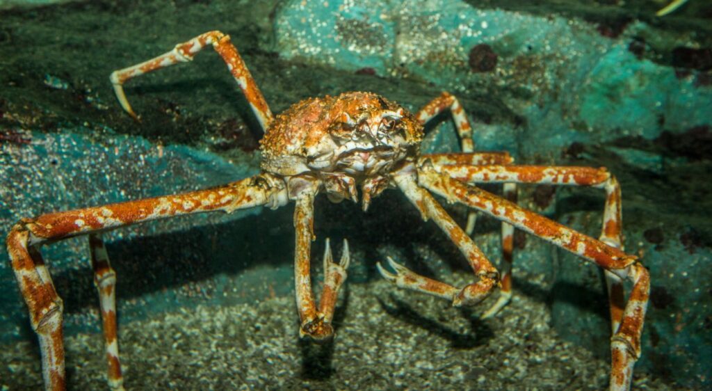 crabe royal