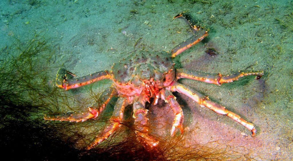 crabe royal