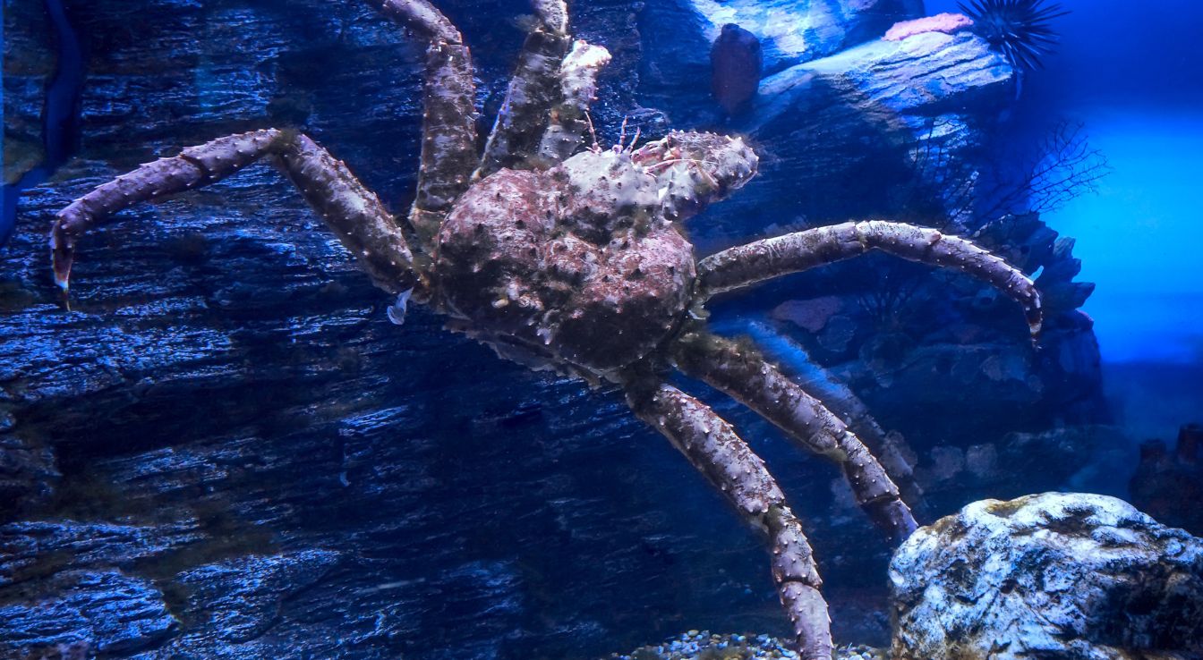 crabe royal du Kamtchatka