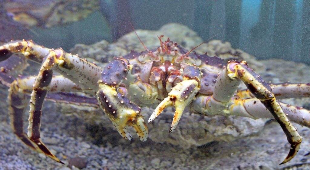 crabe royal du Kamtchatka