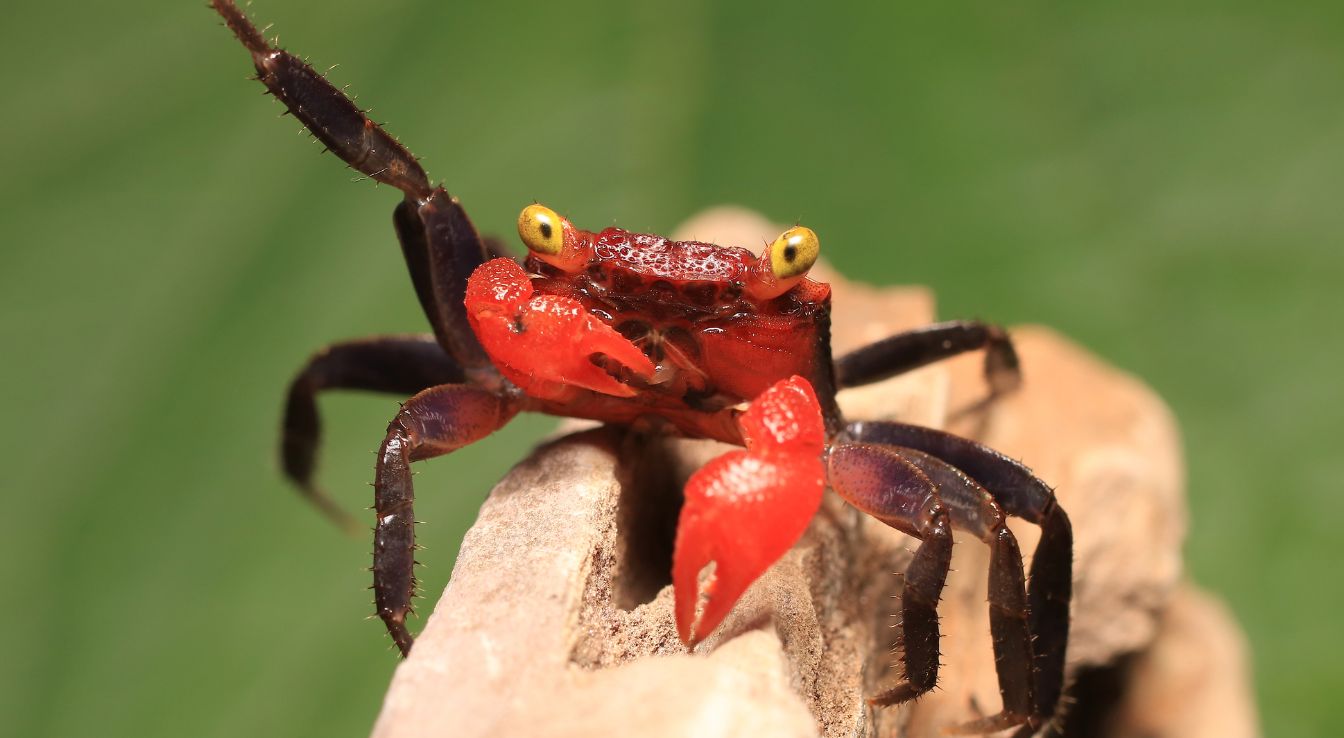crabe vampire