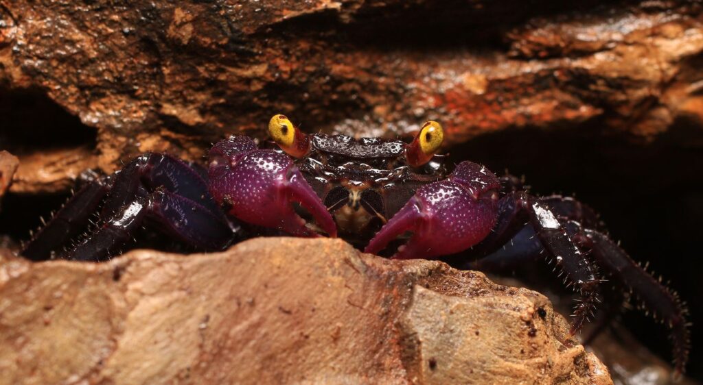 crabe vampire