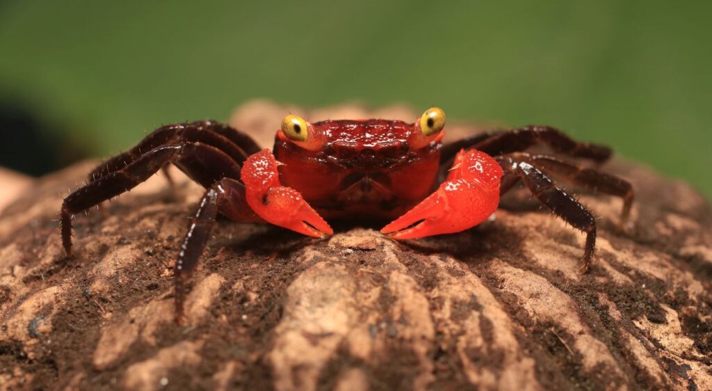 crabe vampire