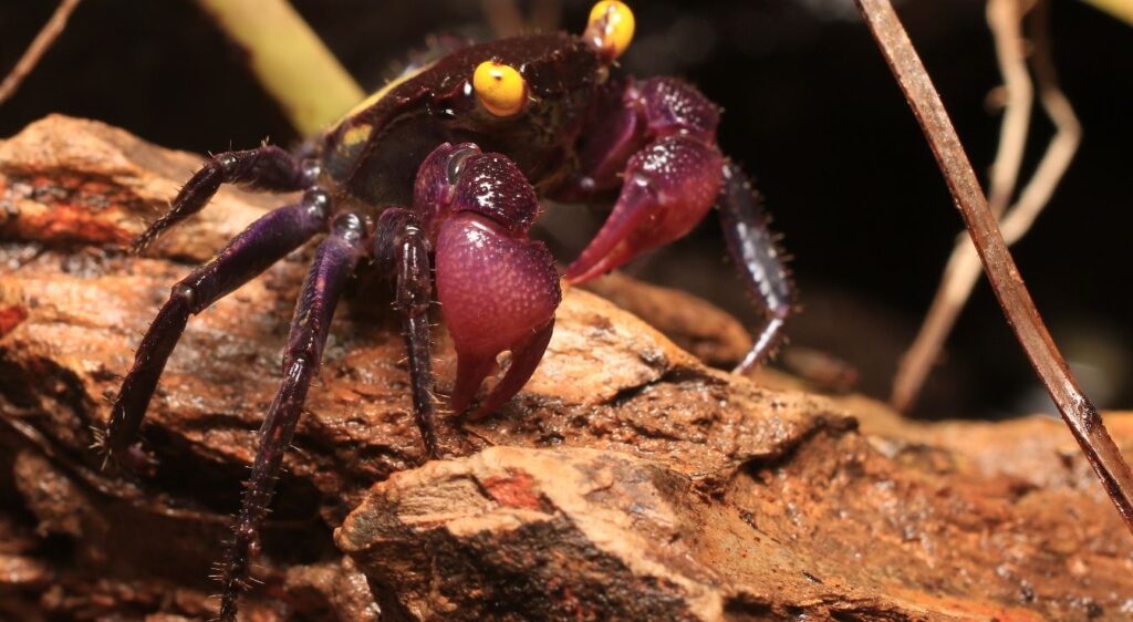 crabe vampire