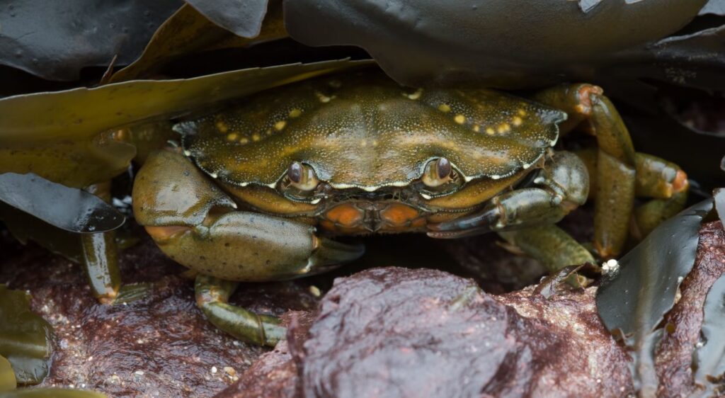 crabe vert