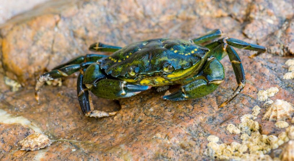 crabe vert