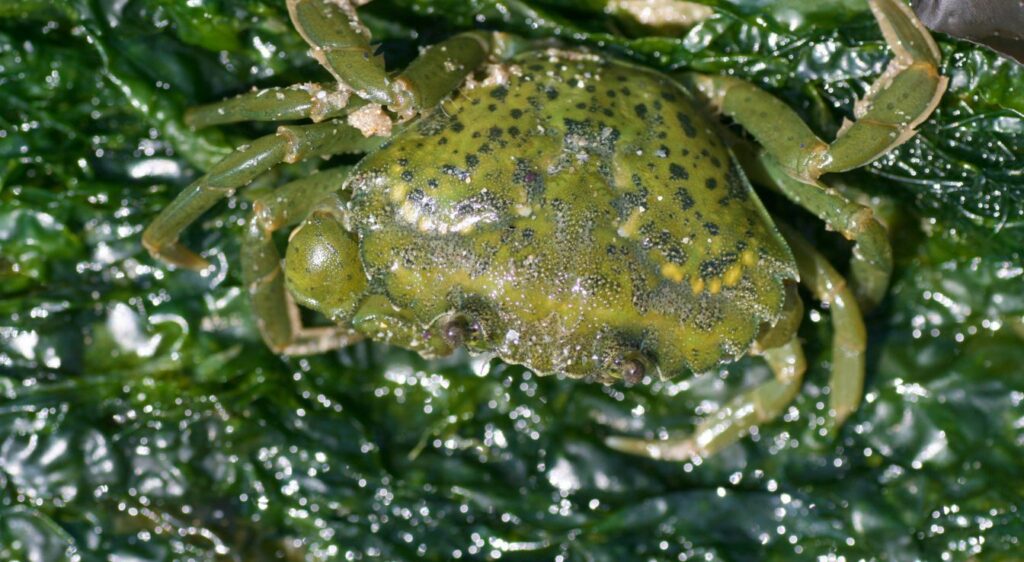 crabe vert