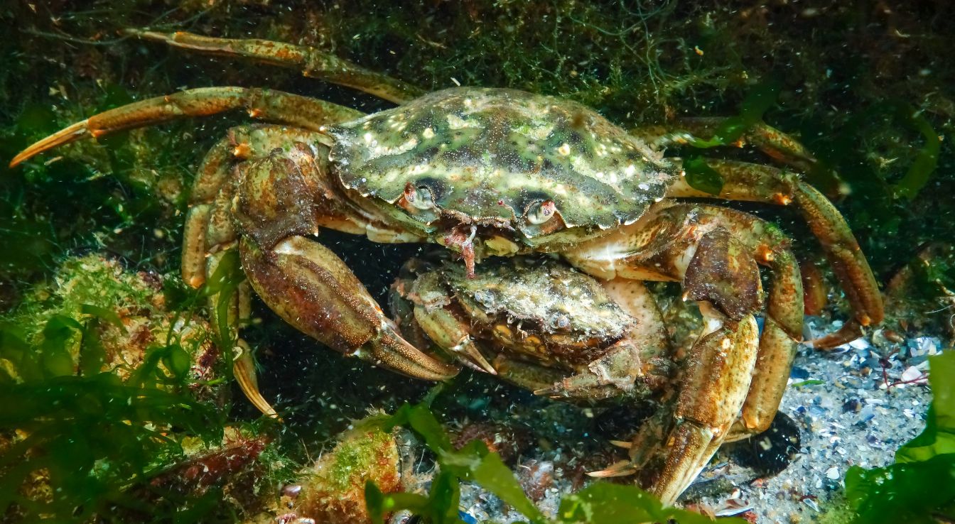crabe vert