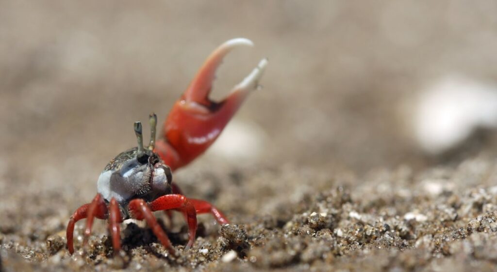 crabe violoniste