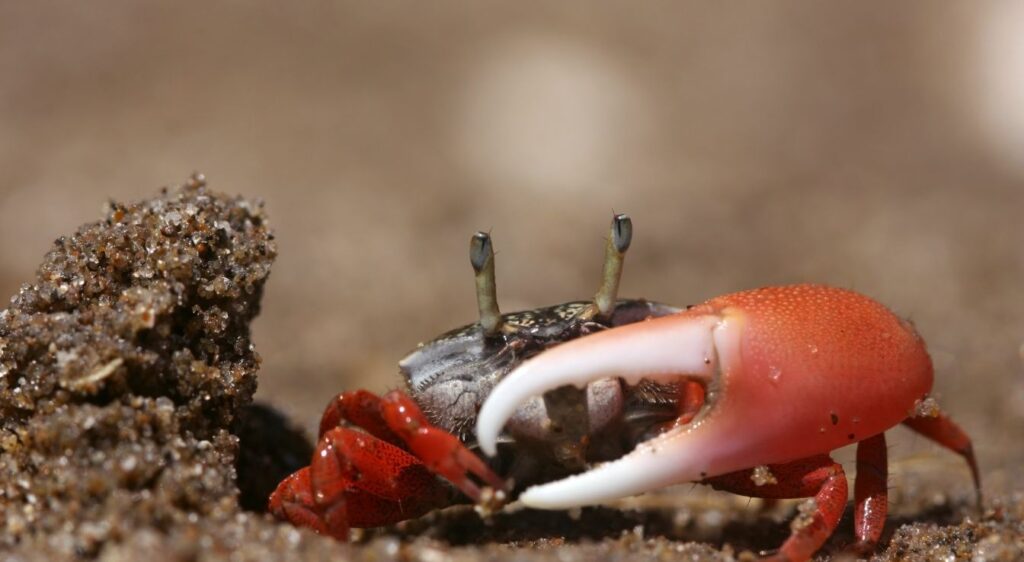 crabe violoniste