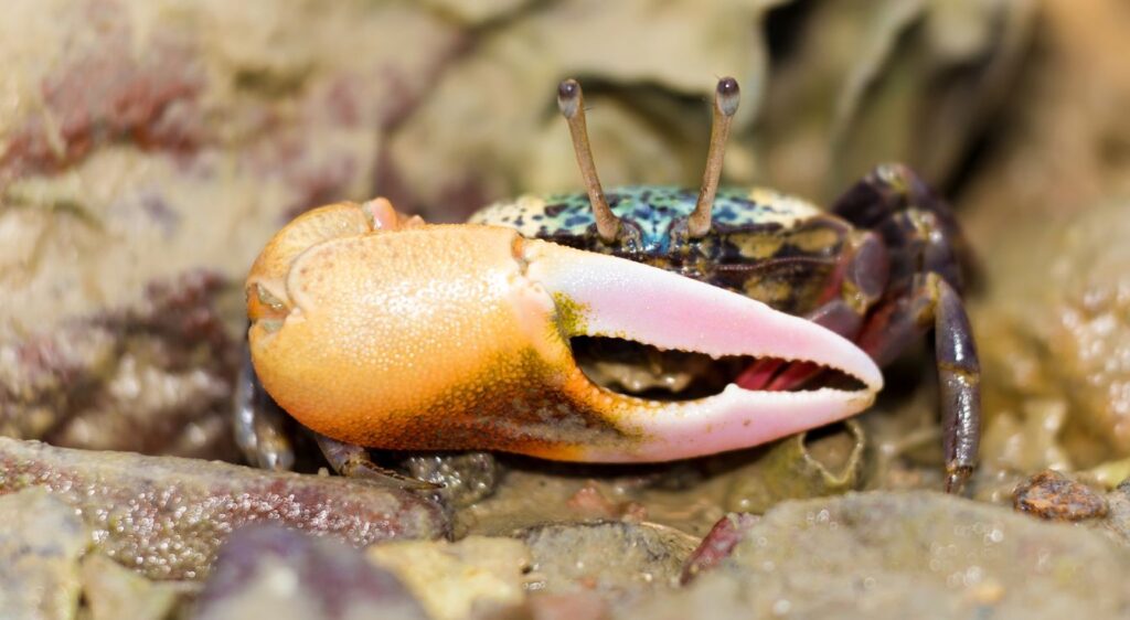 crabe violoniste