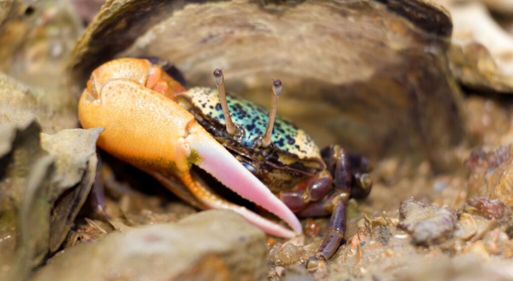crabes terrestres