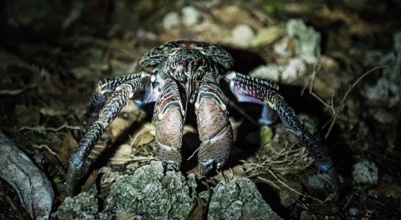 crabes terrestres