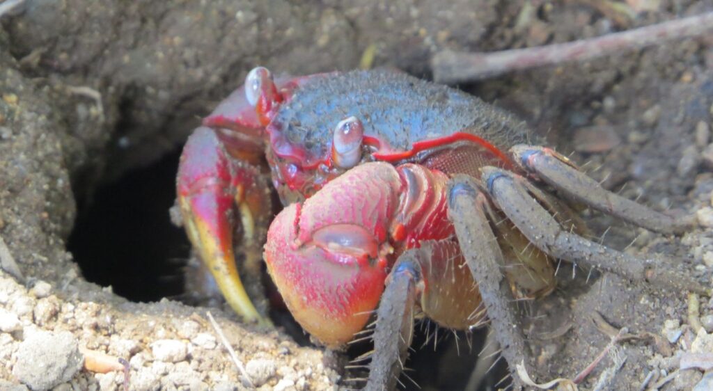 crabes terrestres