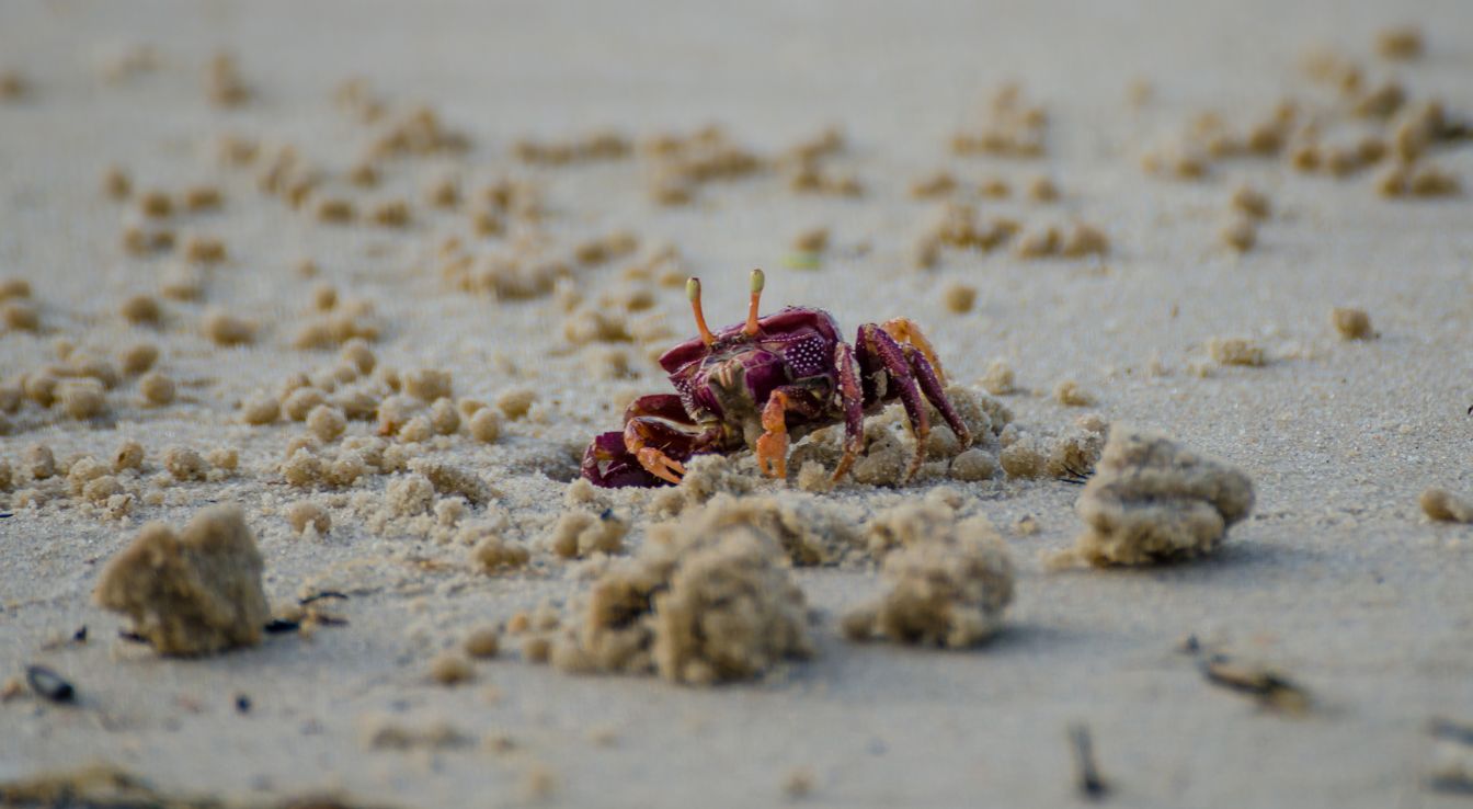 crabes violets
