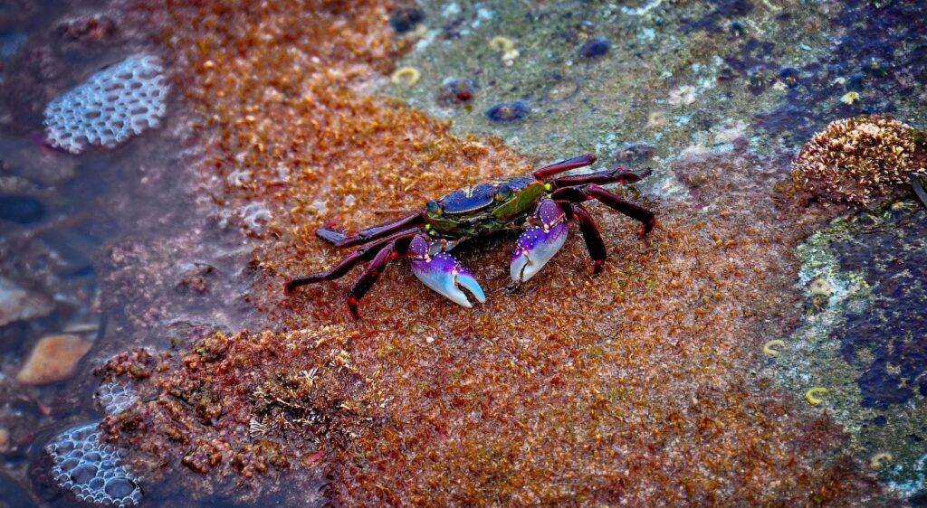 crabes violets