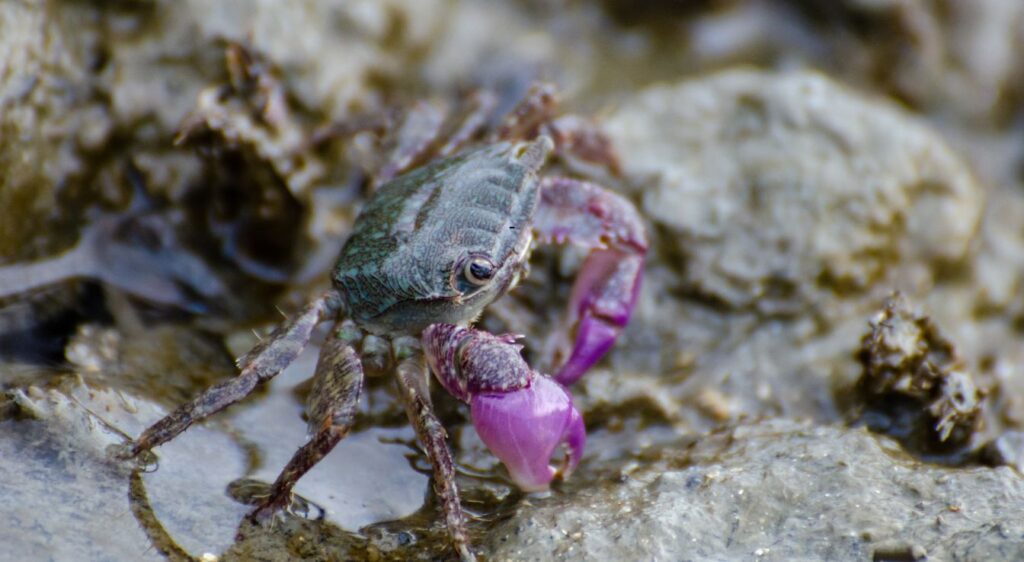 crabes violets