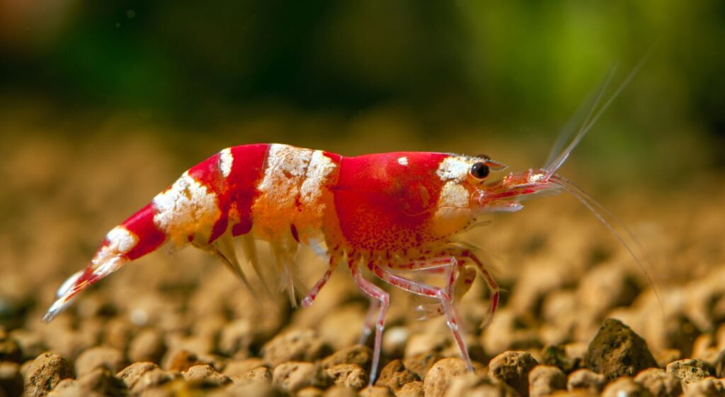 crevette Crystal Red