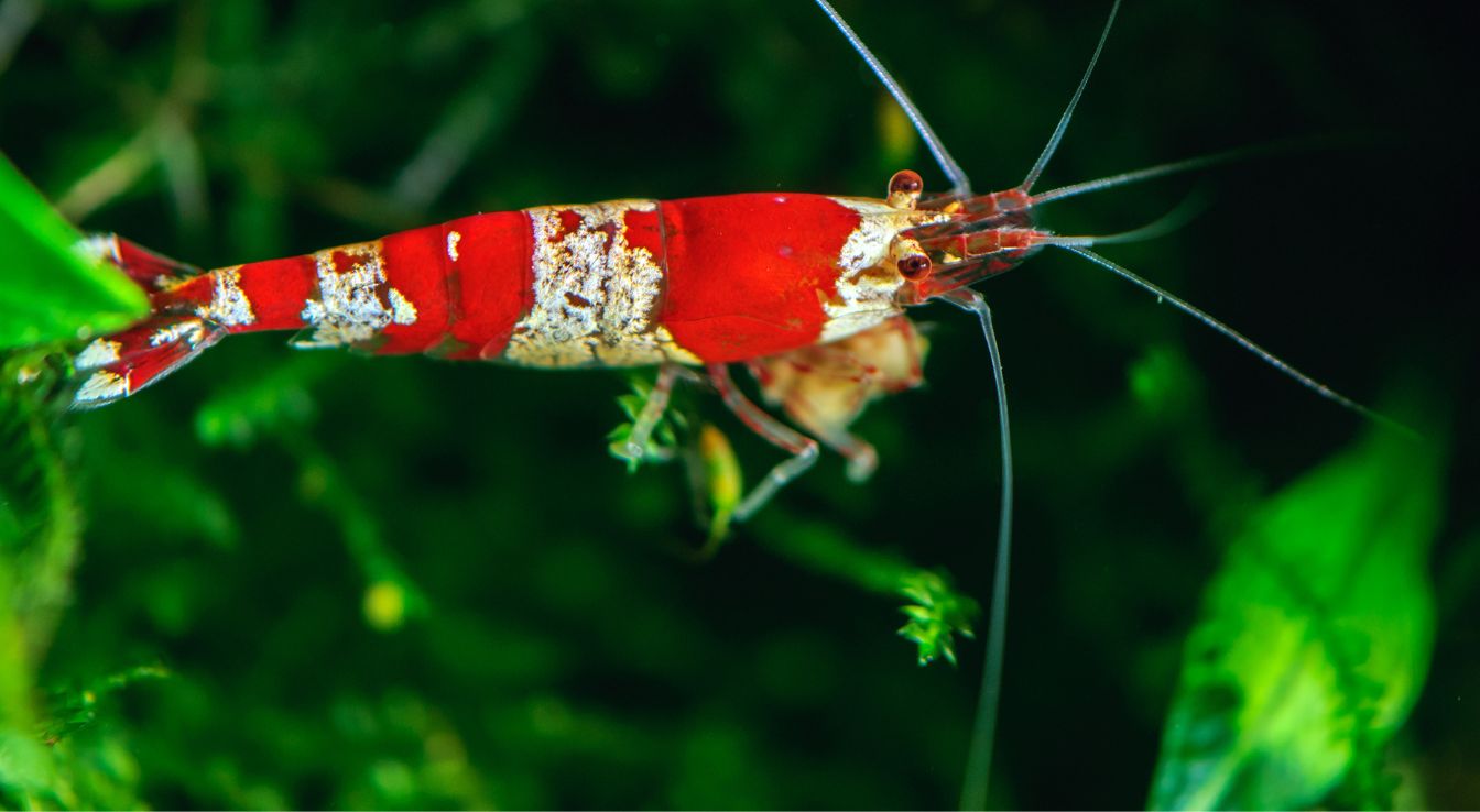 crevette Crystal Red