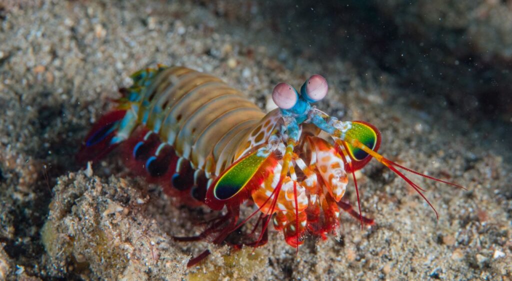 crevette mante