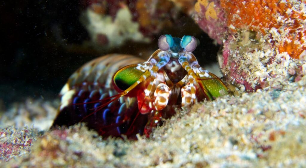 crevette mante