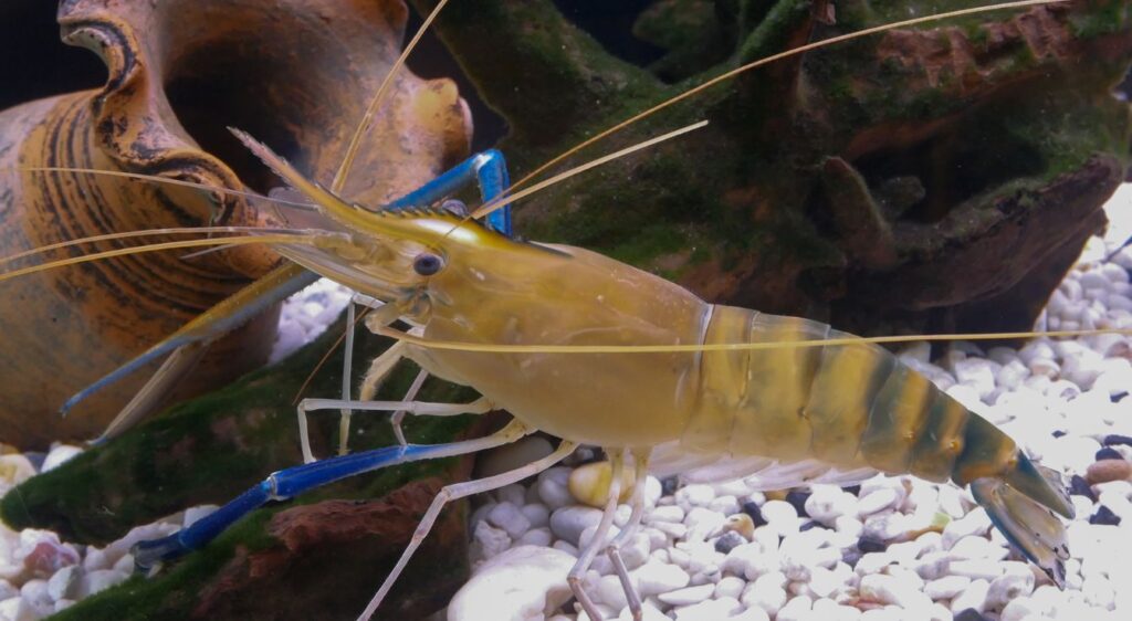 crevettes géantes