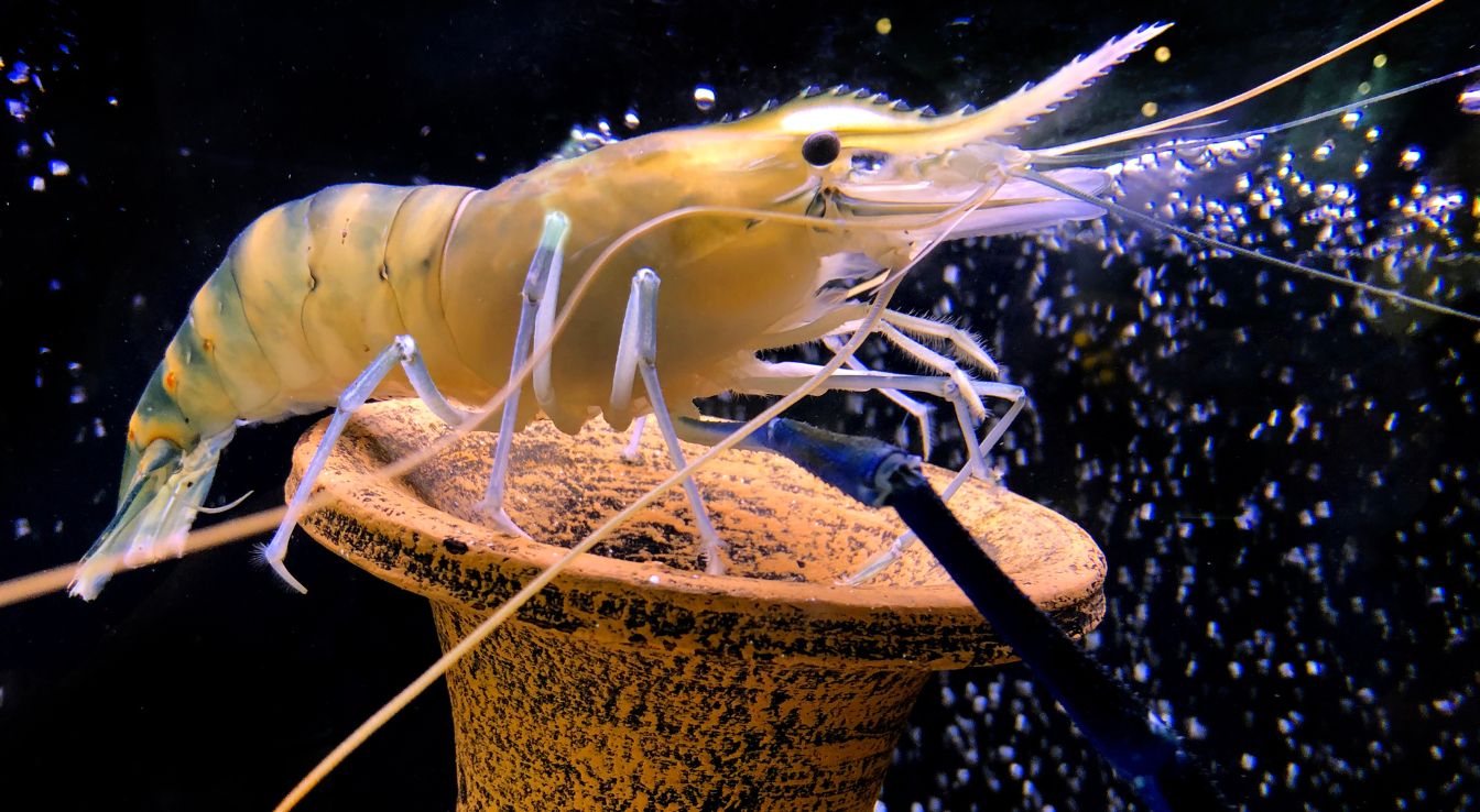 crevettes géantes