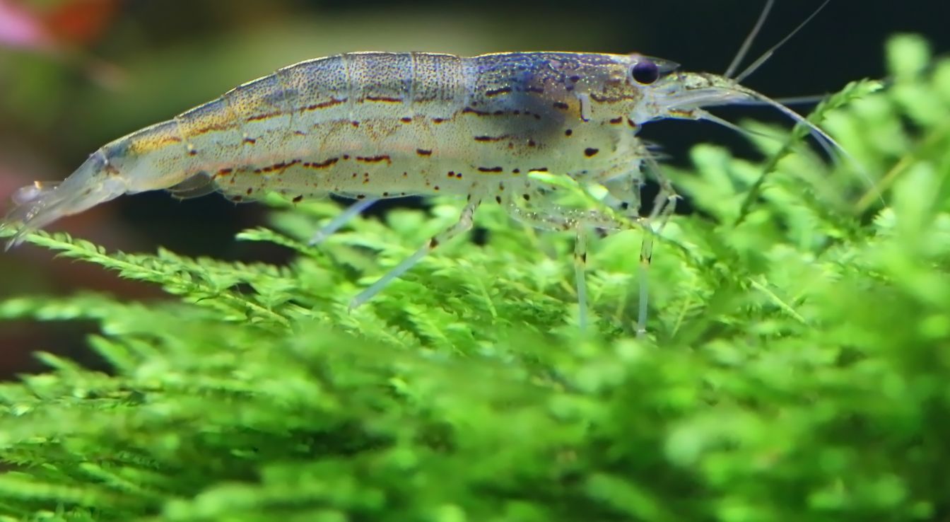 crevettes grises