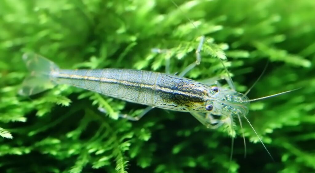 crevettes grises