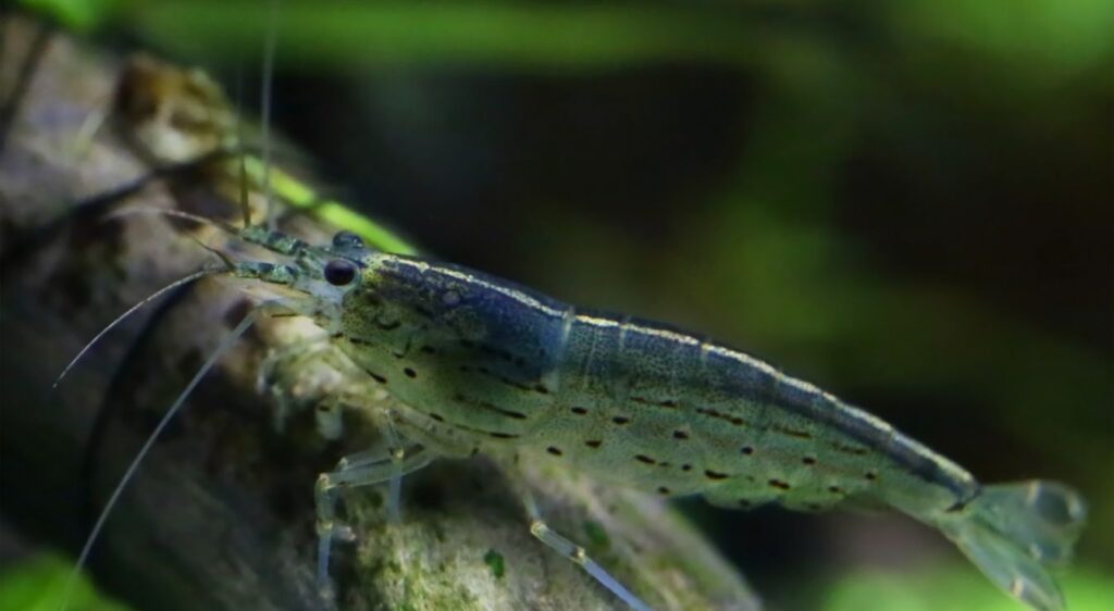 crevettes grises