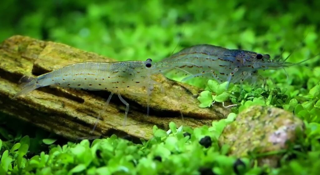 crevettes grises