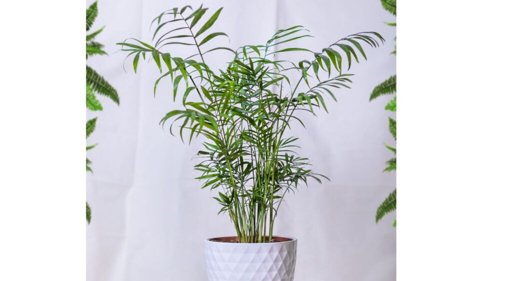 planter dattier des canaries