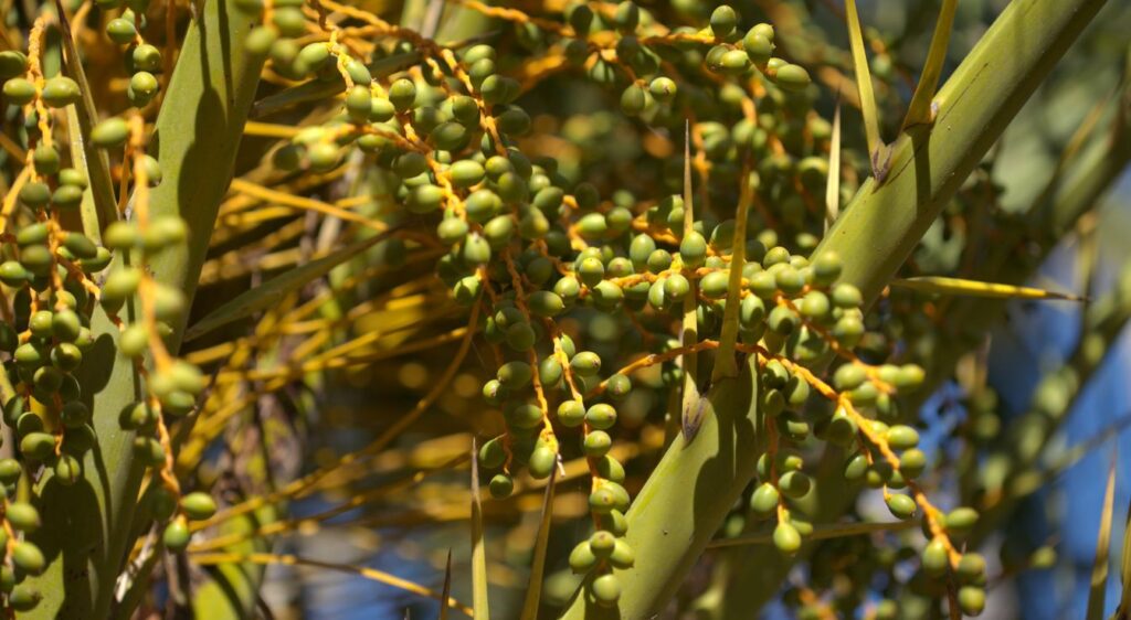 dattier des canaries fruit