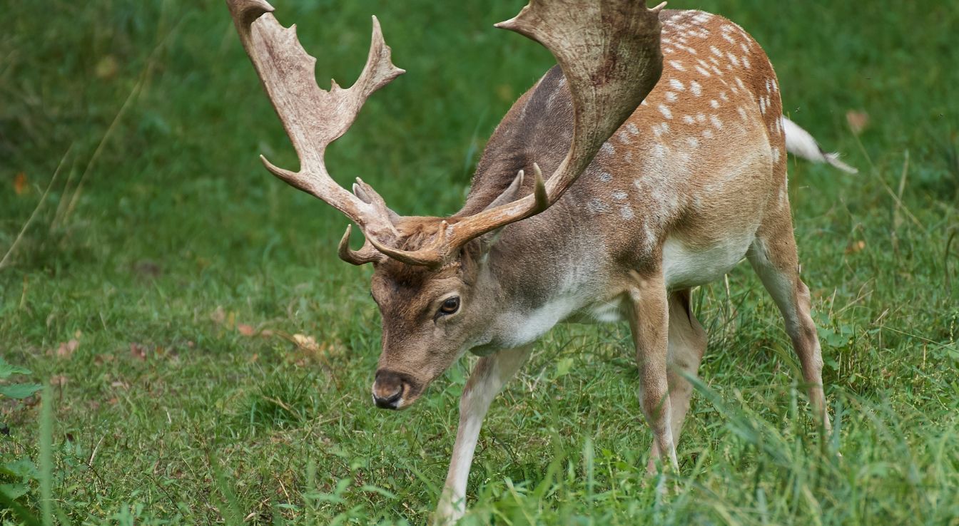 Daim : Statut De Conservation Et Où L’observer