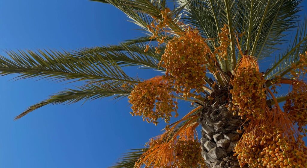 Datte Medjool Origine, Histoire Et Importance Mondiale
