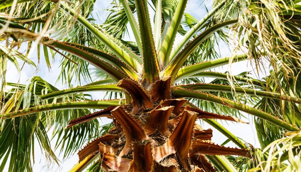 palmier Washingtonia robusta