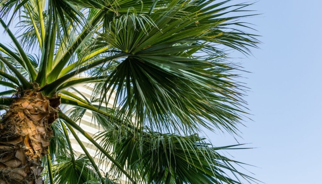 Washingtonia filifera, palmier à jupon, palmier de Californie