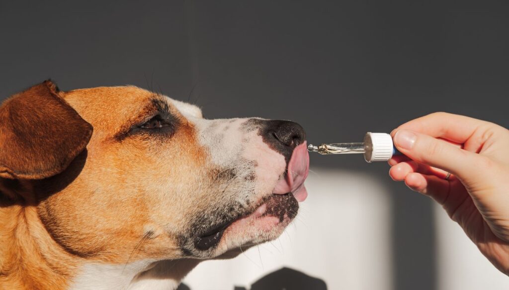 Dosage huile de saumon pour chien