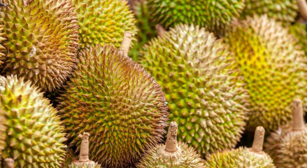 Durian the fruit