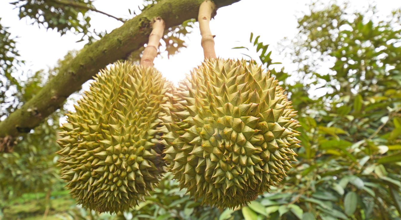Durian