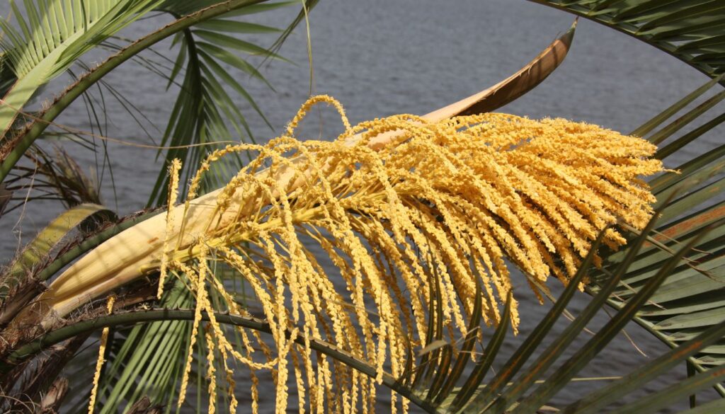Dypsis lutescens inflorescences