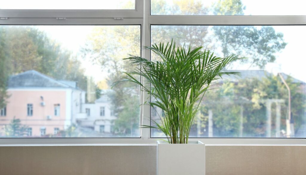 Dypsis lutescens palmiers d’intérieur
